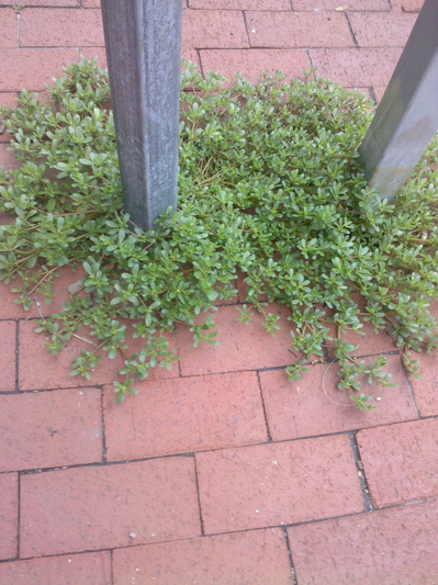 sign purslane.jpg